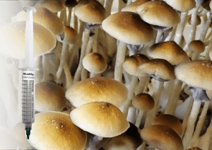 Blue Meanie Spores