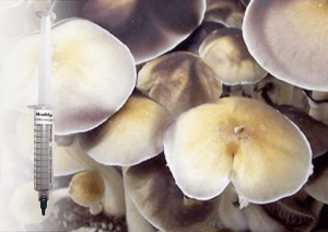 Mexican Albino Spores