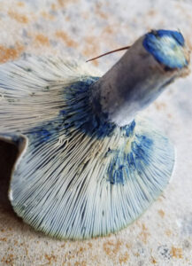 Identifying Mushrooms: Bruising and Bleeding