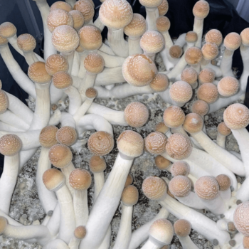 Penis Envy 6 Mushrooms