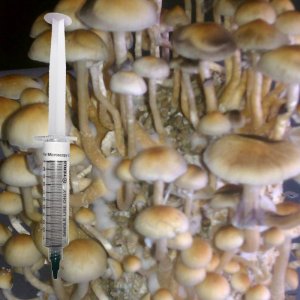 white mushroom spore syringe