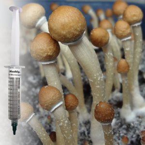 mushroom spore syringe black clumps