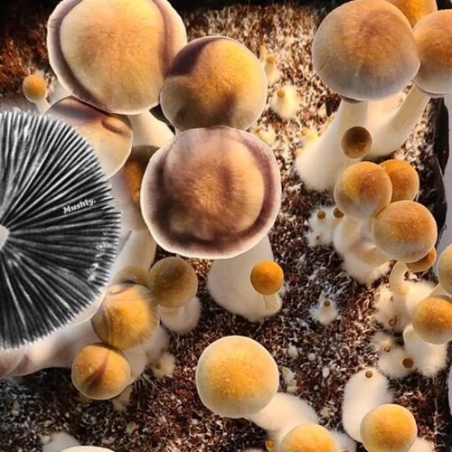 Aztec Gods Spore Print | Premium Magic Mushroom Spores