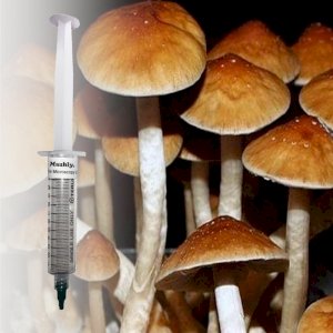 magic mushroom spore syringe
