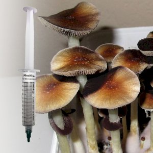 best site to get mushroom spore syringe